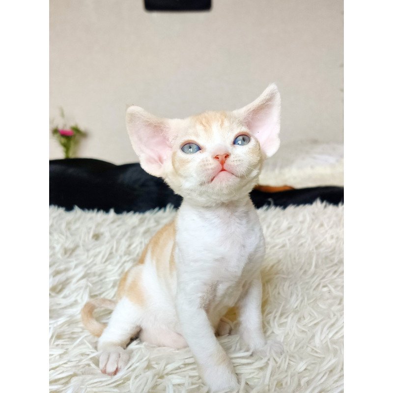 Devon Rex NOV Leon