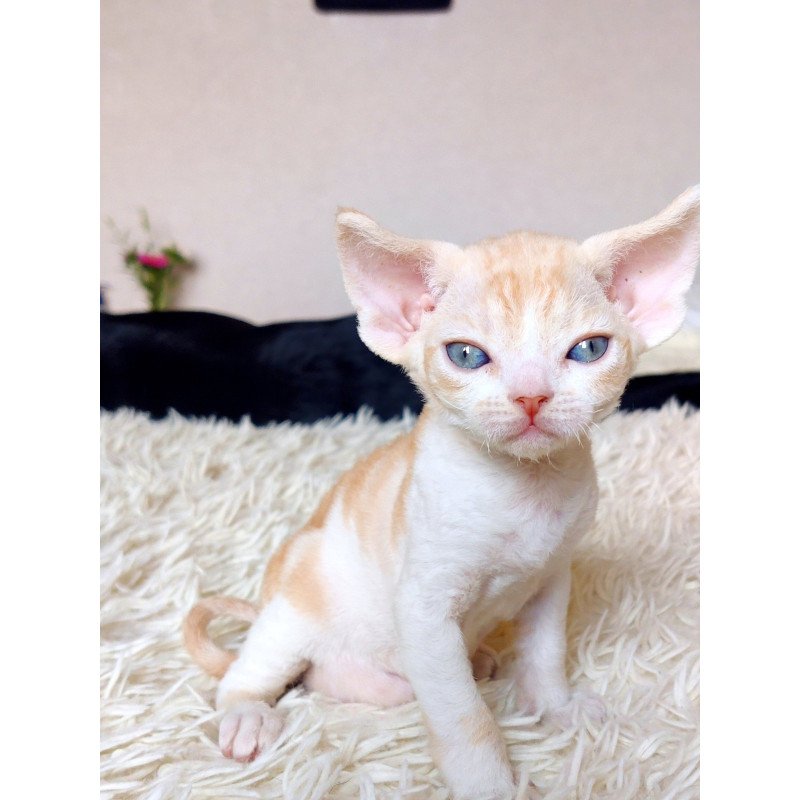 Devon Rex NOV Leon
