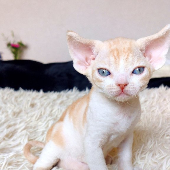 Devon Rex NOV Leon