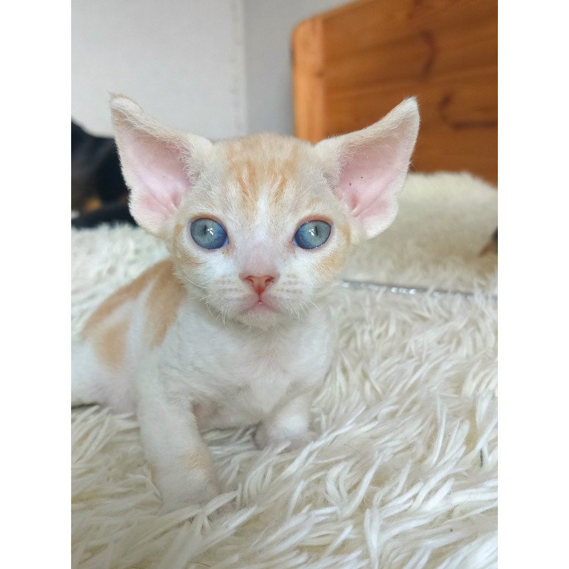 Devon Rex NOV Leon