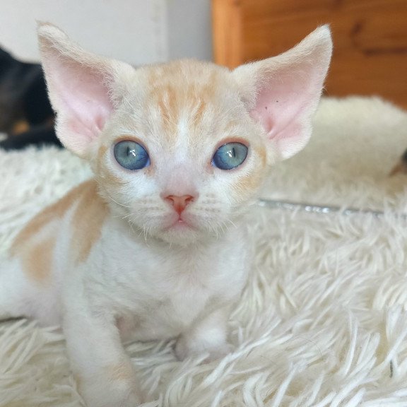 Devon Rex NOV Leon