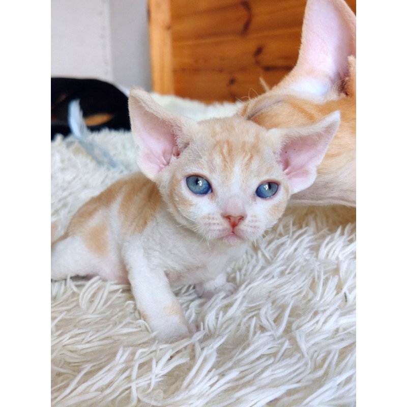 Devon Rex NOV Leon