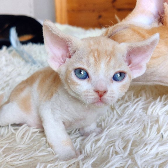 Devon Rex NOV Leon