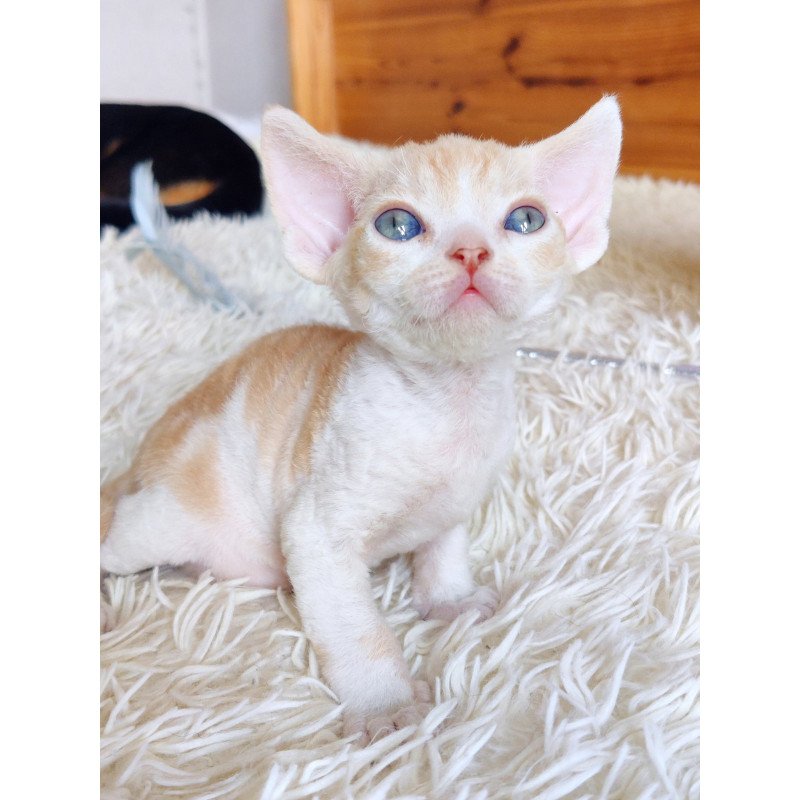 Devon Rex NOV Leon