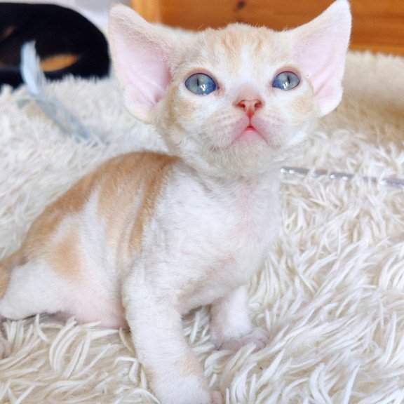 Devon Rex NOV Leon