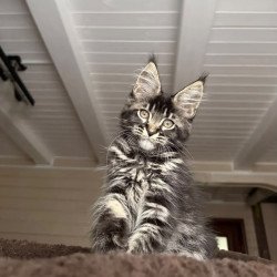 Maine Coon NOV Chilli