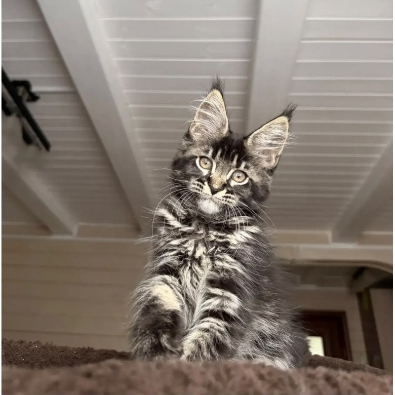 Maine Coon NOV Chilli