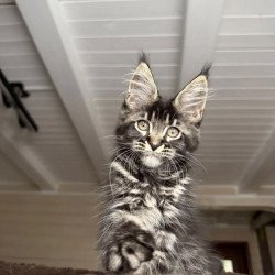 Maine Coon NOV Chilli