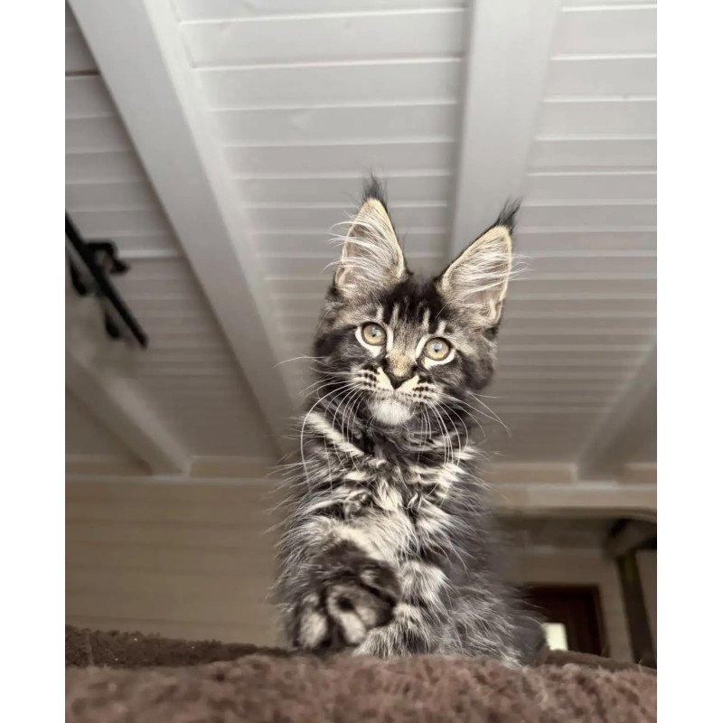 Maine Coon NOV Chilli