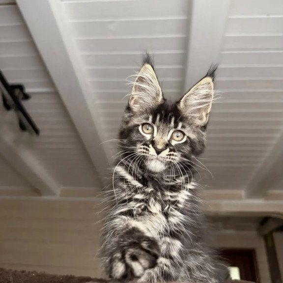 Maine Coon NOV Chilli