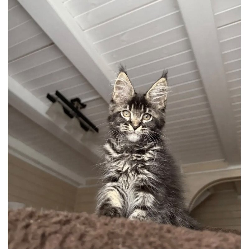 Maine Coon NOV Chilli