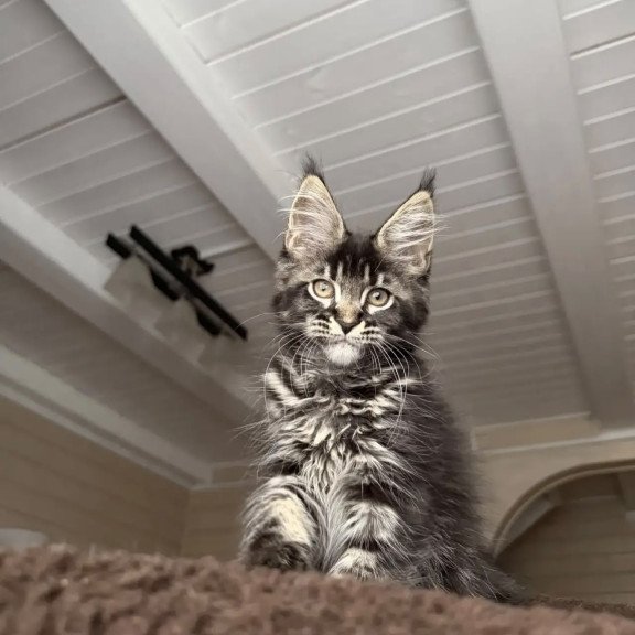 Maine Coon NOV Chilli