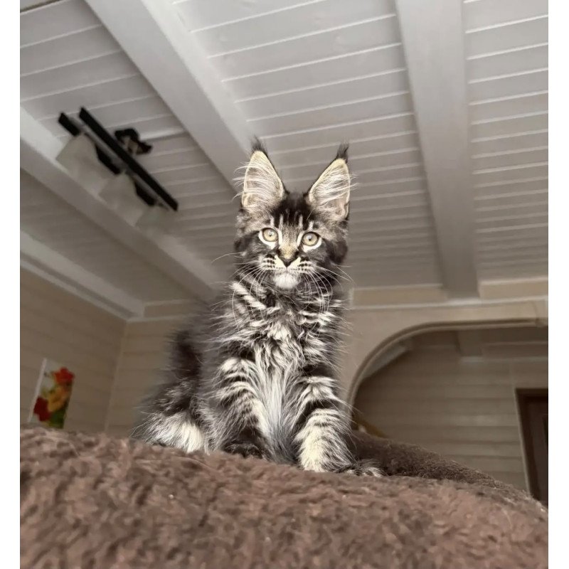 Maine Coon NOV Chilli