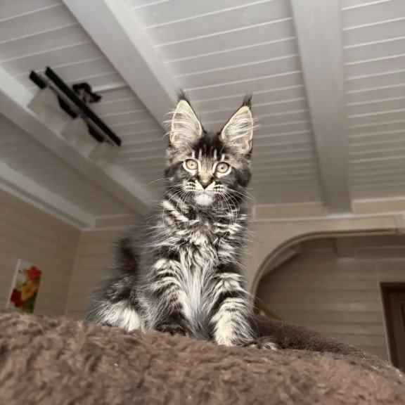 Maine Coon NOV Chilli