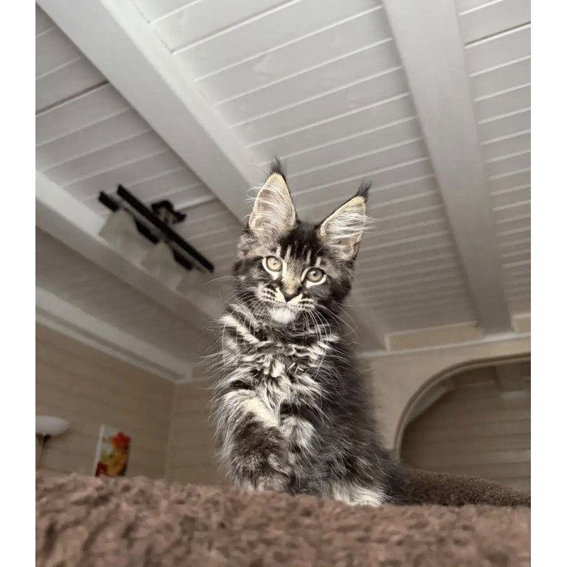 Maine Coon NOV Chilli