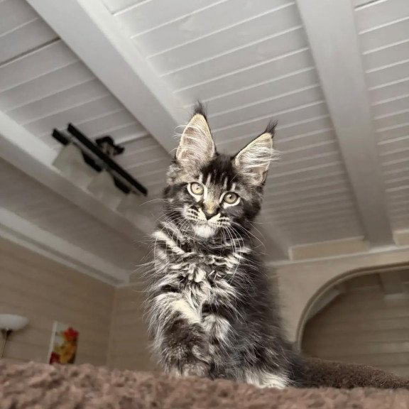 Maine Coon NOV Chilli