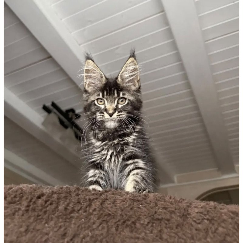 Maine Coon NOV Chilli