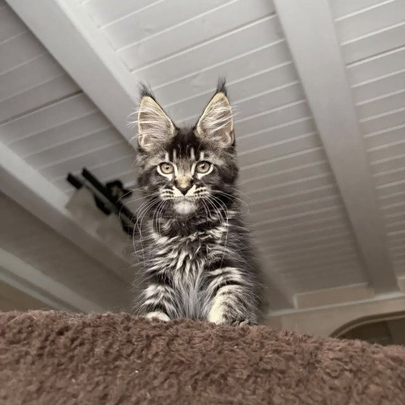 Maine Coon NOV Chilli
