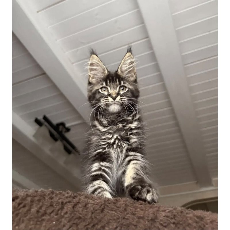 Maine Coon NOV Chilli