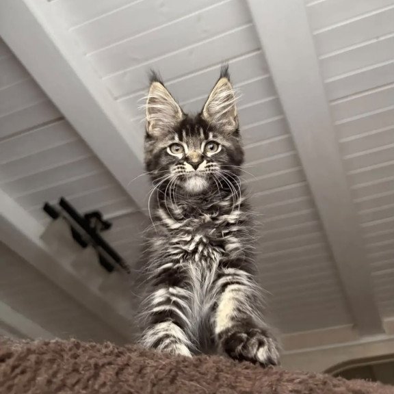 Maine Coon NOV Chilli