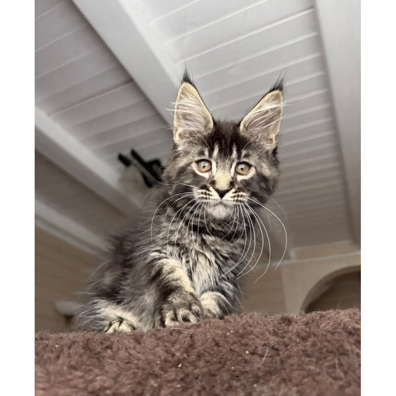 Maine Coon NOV Chipper