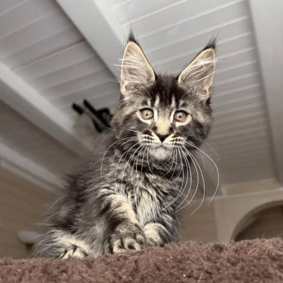 Maine Coon NOV Chipper