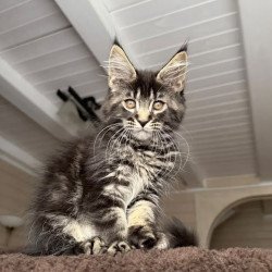 Maine Coon NOV Chipper