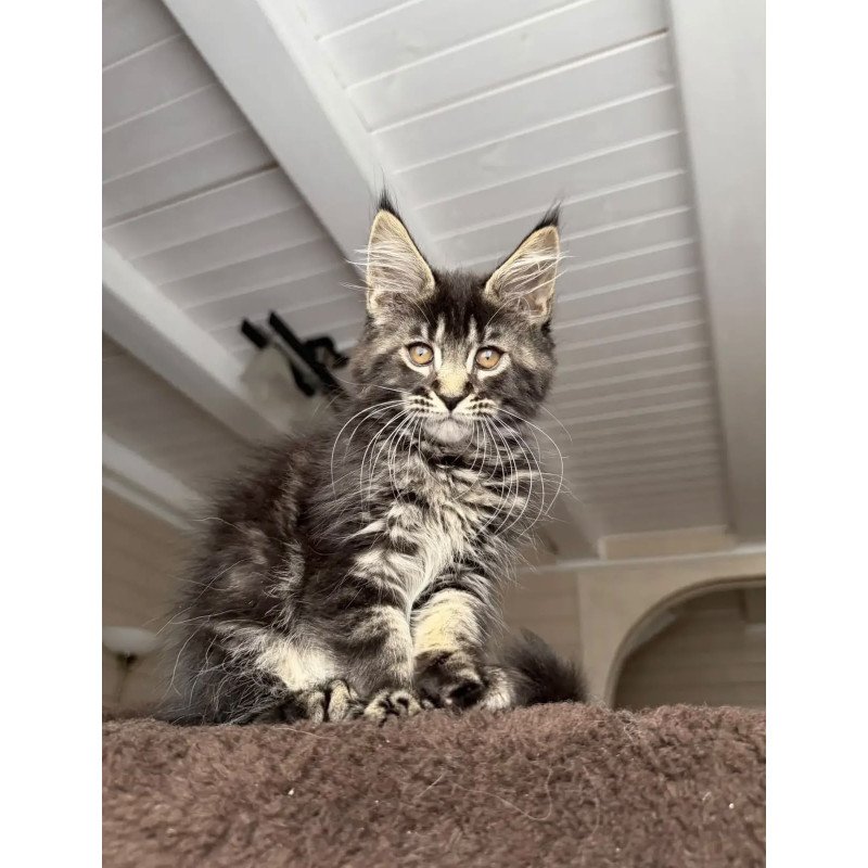 Maine Coon NOV Chipper