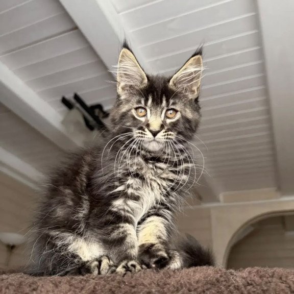 Maine Coon NOV Chipper