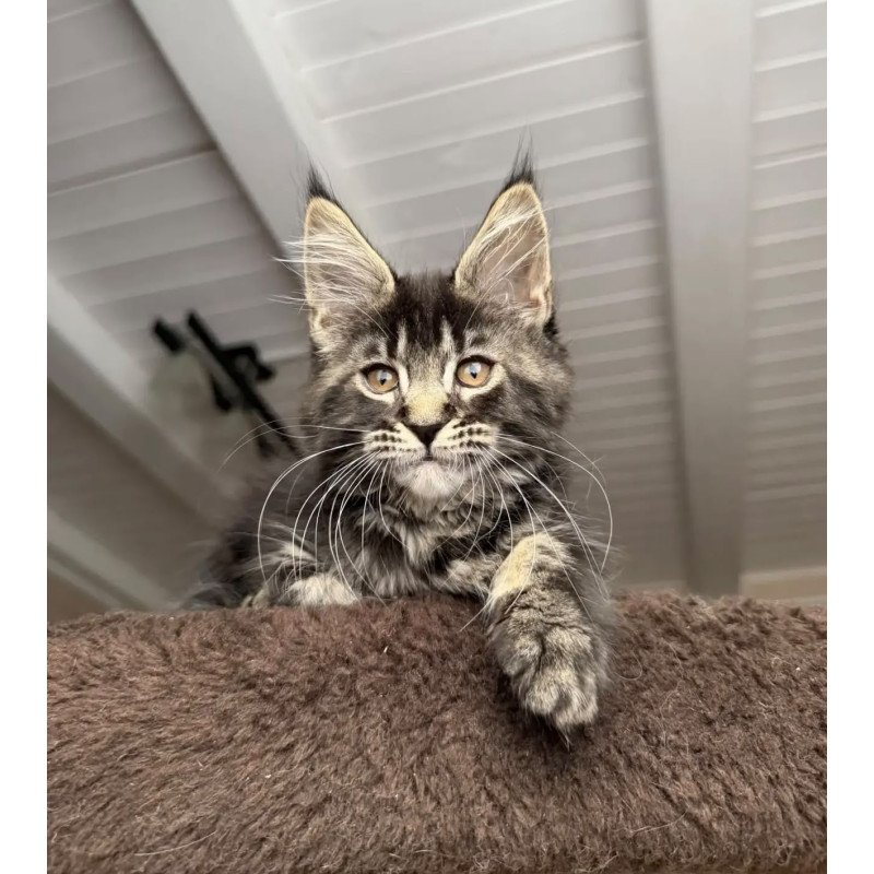 Maine Coon NOV Chipper