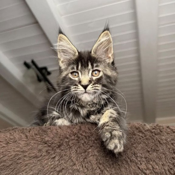 Maine Coon NOV Chipper