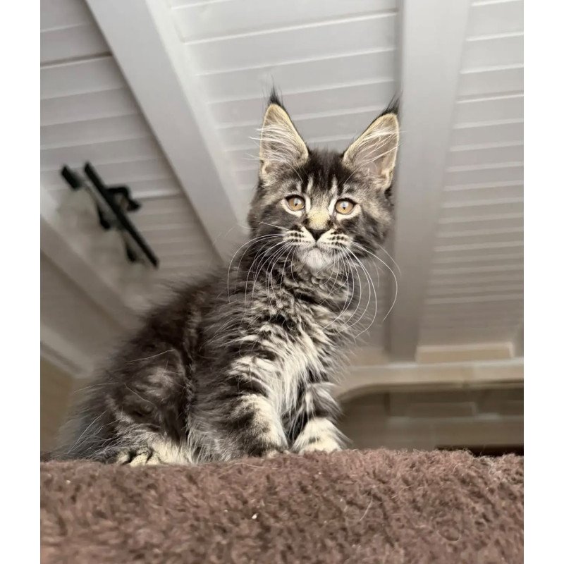 Maine Coon NOV Chipper