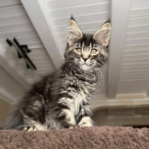 Maine Coon NOV Chipper