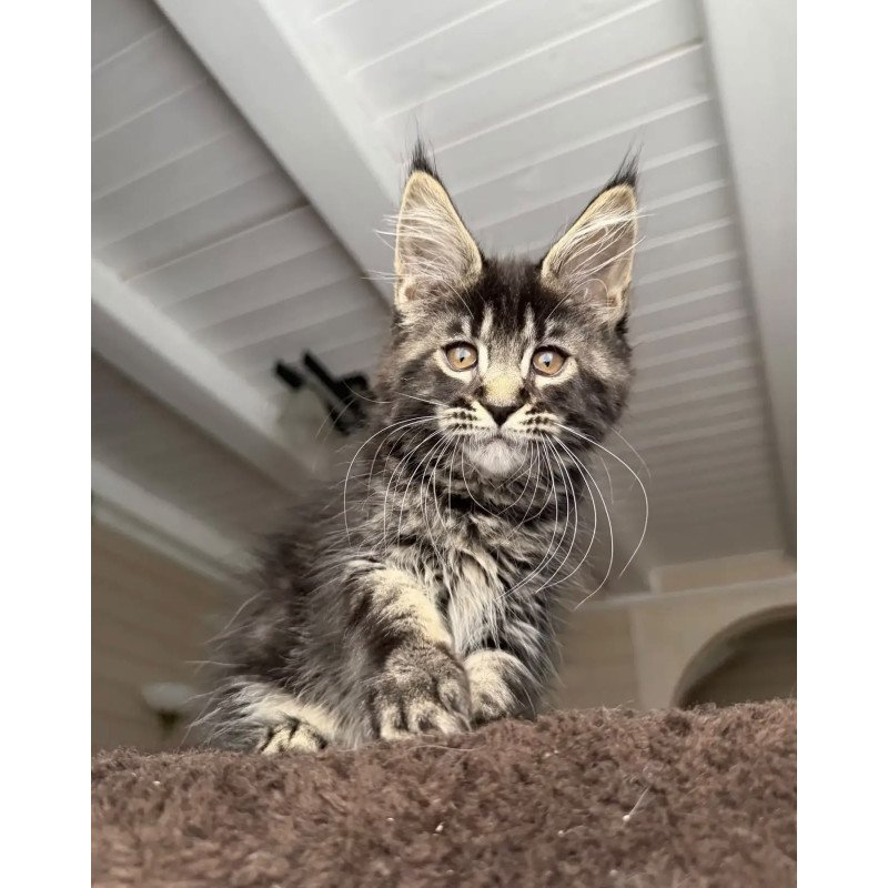 Maine Coon NOV Chipper