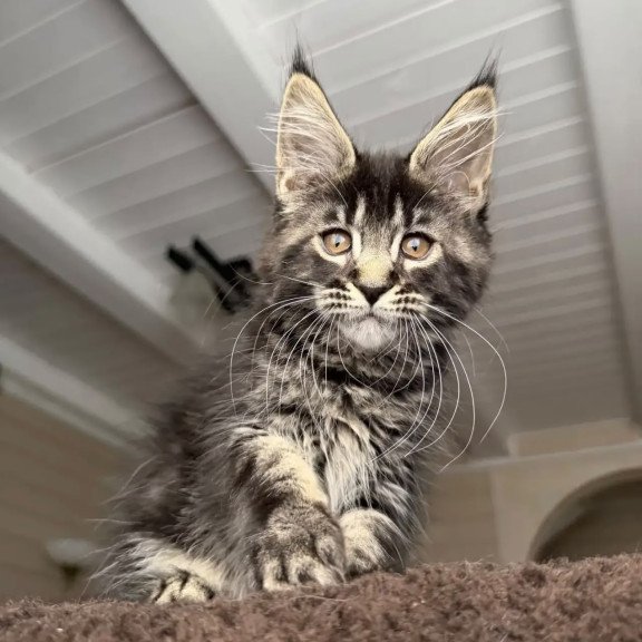 Maine Coon NOV Chipper