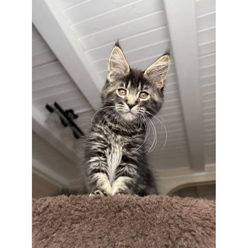 Maine Coon NOV Chipper