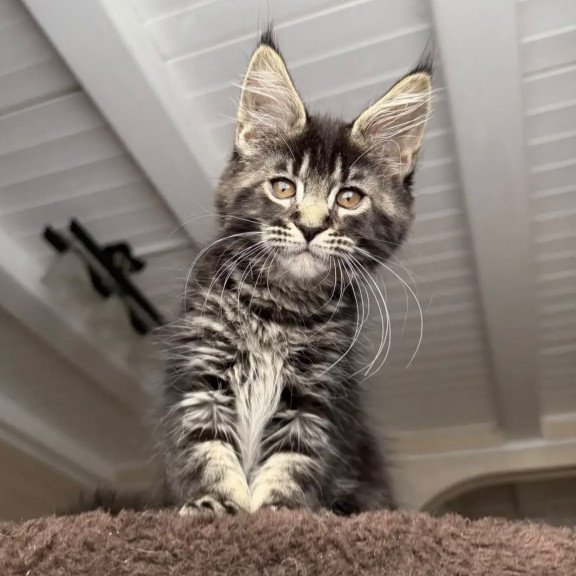 Maine Coon NOV Chipper