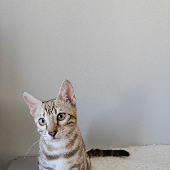 Bengal NOV Helen
