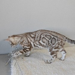Bengal NOV Helen
