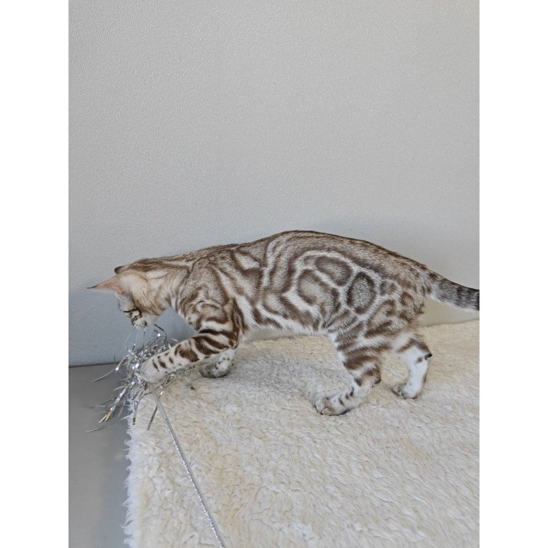 Bengal NOV Helen