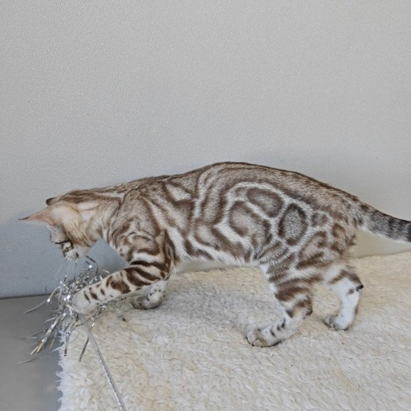Bengal NOV Helen