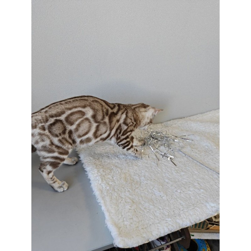 Bengal NOV Helen
