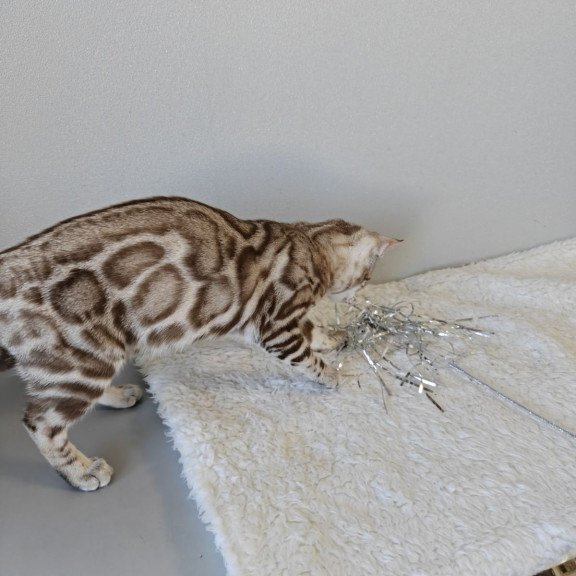 Bengal NOV Helen