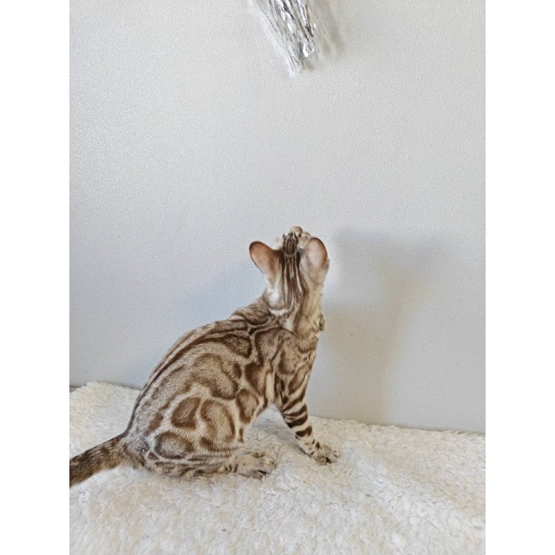 Bengal NOV Helen