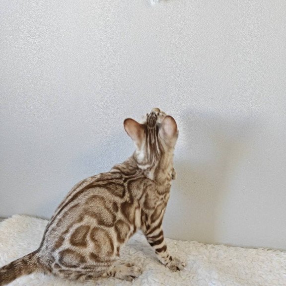 Bengal NOV Helen