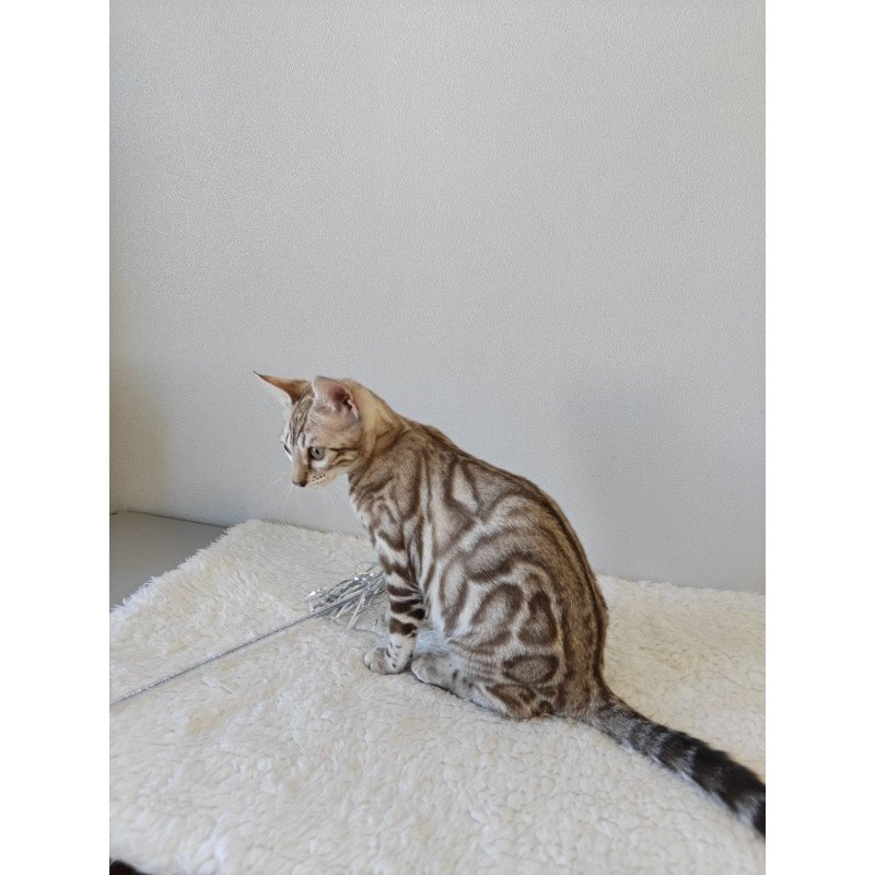 Bengal NOV Helen
