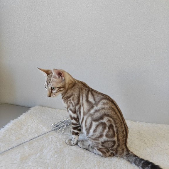 Bengal NOV Helen