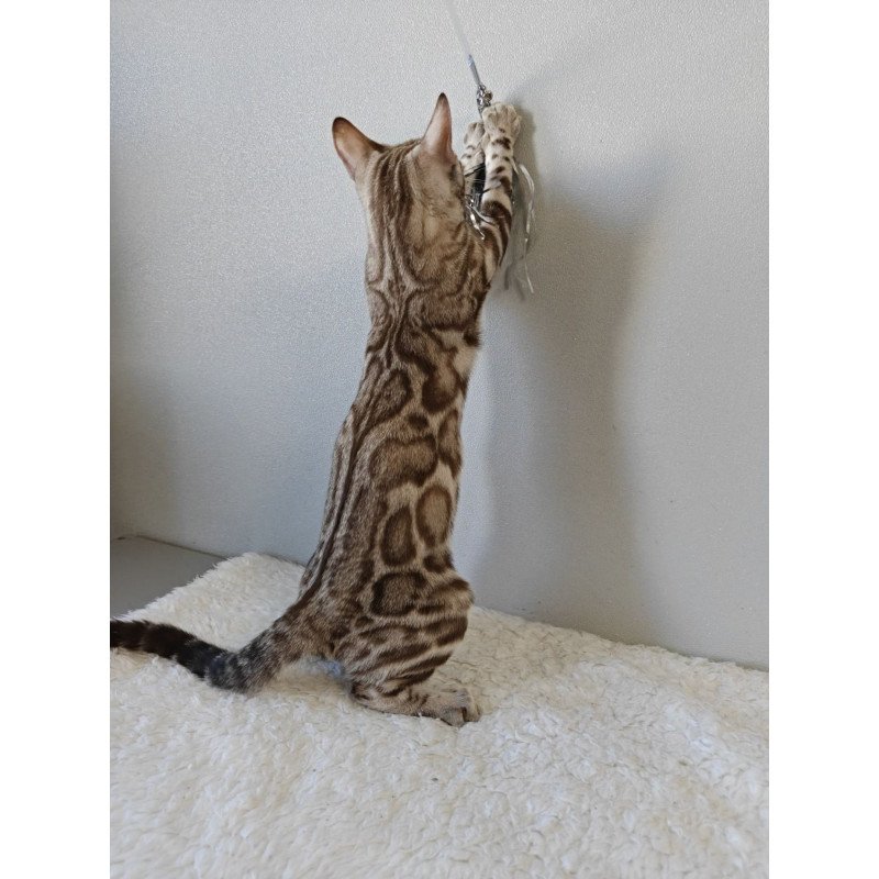 Bengal NOV Helen