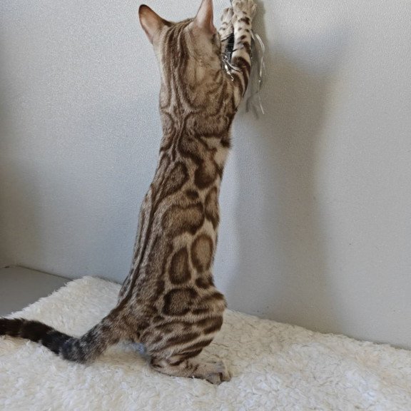 Bengal NOV Helen