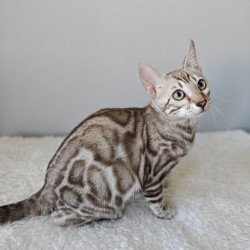 Bengal NOV Helen